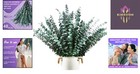 48 Pcs 17-inch Dried Eucalyptus Stems - Natural Aromatic Shower Relaxation Set