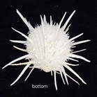 Spondylidae Spondylus Imperialis - 100 Mm Large - Lots Of Gorgeous Spines