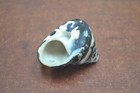 Black Cyprea Pica Turbo Sea Shell Hermit Crab 1 1 2  - 2 