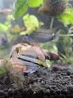 Beautiful Pair Apistogramma Trifasciata - Three-striped Dwarf Cichlid