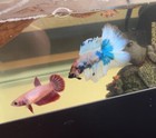 Female Betta Sorority Pack - 5 For  20
