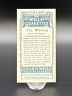 1910 Wills   s Cigarettes Fish   Bait Card  44 The Whiting     Series Of 50