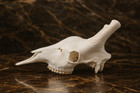 Life-size Giraffe Skull Replica Model - Museum-quality Anatomical Model