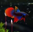1 Male     Live Betta Fish High Quality - Wild Imbellis Betta - Usa Seller
