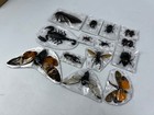 15 Real Insects Beetle Cicada Scorpion Dried Taxidermy Specimen Oddities Decor