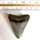 Authentic 2  Megalodon Shark Tooth Fossil - Natural Black River Find No Repair