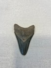 3 In Megalodon Shark Tooth Fossil Authentic Prehistoric Specimen Real Meg Teeth