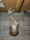 Whitetail Deer Mount 