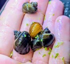 10 Live Mystery Snails Algae Eaters Freshwater Aquarium Cleaners Brown   Gold   