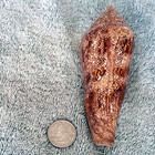 Conus Gloriamaris  8  132 2mm Ultra  Gigantic Beauty From Philippines