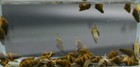 20   1 Doa  1 0 - 2 0 Cm Assassin Snails  cold Pack Included 