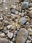 10lb  Big Box Super Rich   Mother Lode Ca Gold Paydirt   Guaranteed Gold               