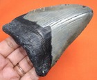 Megalodon Shark Tooth - Real Fossil - Shark Teeth - 4 05    - Natural No Repairs