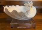 Authentic Clam Shell On Lucite Base 8 In  X 6 In  Vg