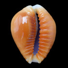 Cy188 Cypraea  naria  Helvola Bellatrix 18 8mm     Marquesas     Gem - 