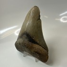 Megalodon Shark Tooth 4 96 Inch - Amazing - Serrated Fossil - Authentic 20464