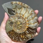 Top 250g  Natural Ammonite Fossil Conch Crystal Specimen Healing Care