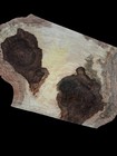 Xl Curly Birdseye Maple Burl Wood Cap  Turning Wood  Wooden Bowl Blank Burl Wood