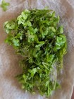 Live Duckweed Starter - Fast Multiplying Nitrate Remover Floating Aquarium Plant