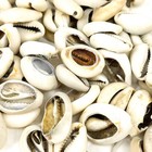 100 Loose Cowrie Shells Congo Africa