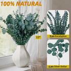 12 Pcs Large Dried Eucalyptus   Silver Dollar Leaves Bundle - Natural Real Fresh