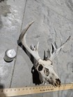Wild 12 Point Whitetail Deer Antler Rack Horn Skull European Mount Cabin Splits