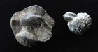 Pyritized Fossils- Rare- Gastropod  Brachiopod- Two Nodules- Alden  Ny