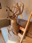 Whitetail Deer Shoulder Mount     Genetically Modified   High-fence Trophy Buck