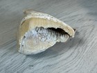 5 Inch Whelk Sea Shell Aquarium Beach Decor Craft Coastal Orange   White Cleaned
