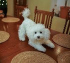 Realistic Ooak Poodle Puppy Dog Plush Stuffed Toy Animal Decor Soft Sculpture