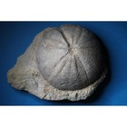 Clypeus Ploti     British Jurassic Echinoid