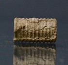 Crinoid Stem Fossil   Lincoln  Kentucky