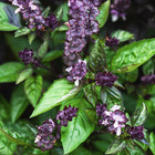 Basil Seeds - Cinnamon Heirloom Non Gmo Herb Seeds