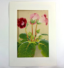 Japanese Woodblock Print    gloxinia    Rakuzan Chigusa Soun 1931 Flower Vintage