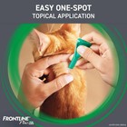 Frontline Plus Flea   Tick Prevention For Cats Over 1 5 Lbs     6 Treatments   Usa