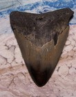 Megalodon Shark Tooth 3  Shark Teeth Giant Jaw Fossil Stunning Color  real