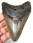 Megalodon Shark Tooth Real Fossil 3 66 - Shark Teeth Specimen - No Restorations
