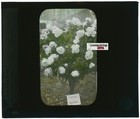 White Roses  Flowers  Color Photo Glass Plate  Positive 8 5x10 Cm
