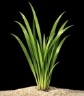 12 Vallisneria Jungle Val Bunch - Live Beginner Aquarium Plants