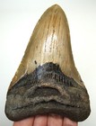 Megalodon Shark Tooth Real Fossil - 4 49    Shark Teeth Megladon - No Restorations