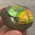 Rainbow Ammonite Fossil Ammolite Alberta Canada Dinosaur Age Fossil Gem