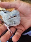 Exotic Diamond Doves 