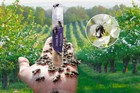 Mason Bee Cocoons  For 2025  Sold Out Till November 2025