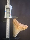 3 06 Inch Real Megalodon Shark Tooth Fossil Genuine Prehistoric Meg Teeth  0050