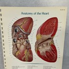 Print Plate Anatomy Of The Heart Atlas Of Normal Anatomy 1956
