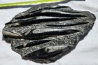 Orthoceras Fossil Plate  Large Beautiful  Specimen  Polished 12 X 15 Plaque