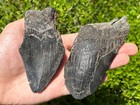 Big Fossil Megalodon Sharks Teeth Lot Of 2 South Carolina Shark Tooth Collection