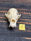 Real Red Fox Unique Animal Mount Halloween Skull Art Craft Mountain Man Canine