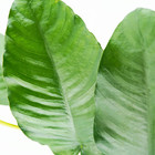 Anubias Barteri Var Barteri Mother Pot Live Aquatic Plants Background Fish Tank