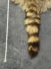 Authentic 38  Raccoon Tanned Skin Fur Hide Pelt For Crafts  Hats    Bags Crafts